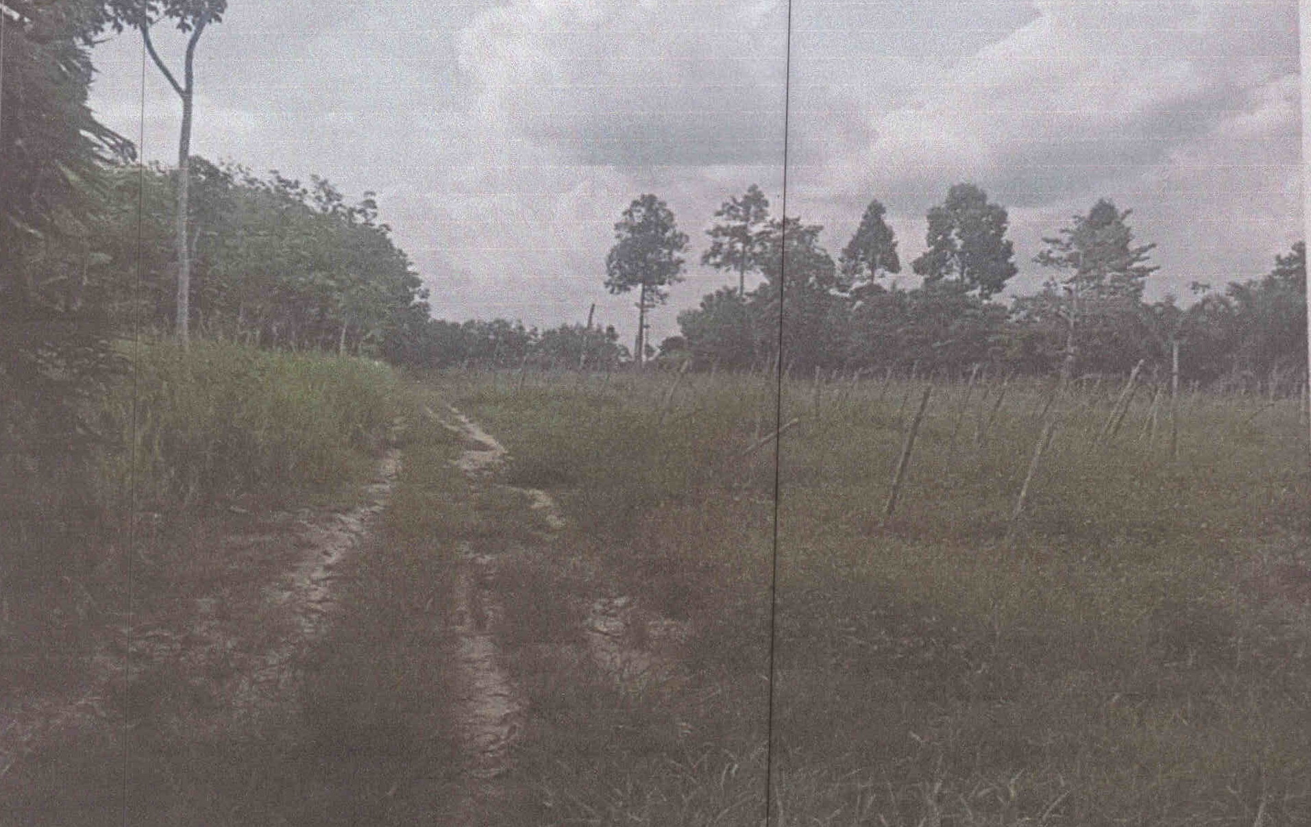 รูปที่ดินว่างเปล่า ทุ่งนารี ป่าบอน พัทลุง