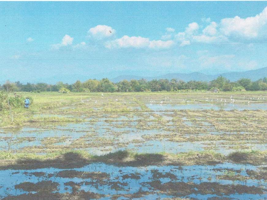 รูปที่ดินว่างเปล่า สันกำแพง สันกำแพง เชียงใหม่