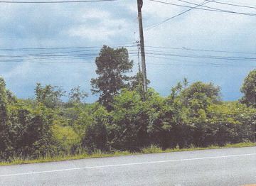 รูปที่ดินว่างเปล่า บางสัก กันตัง ตรัง