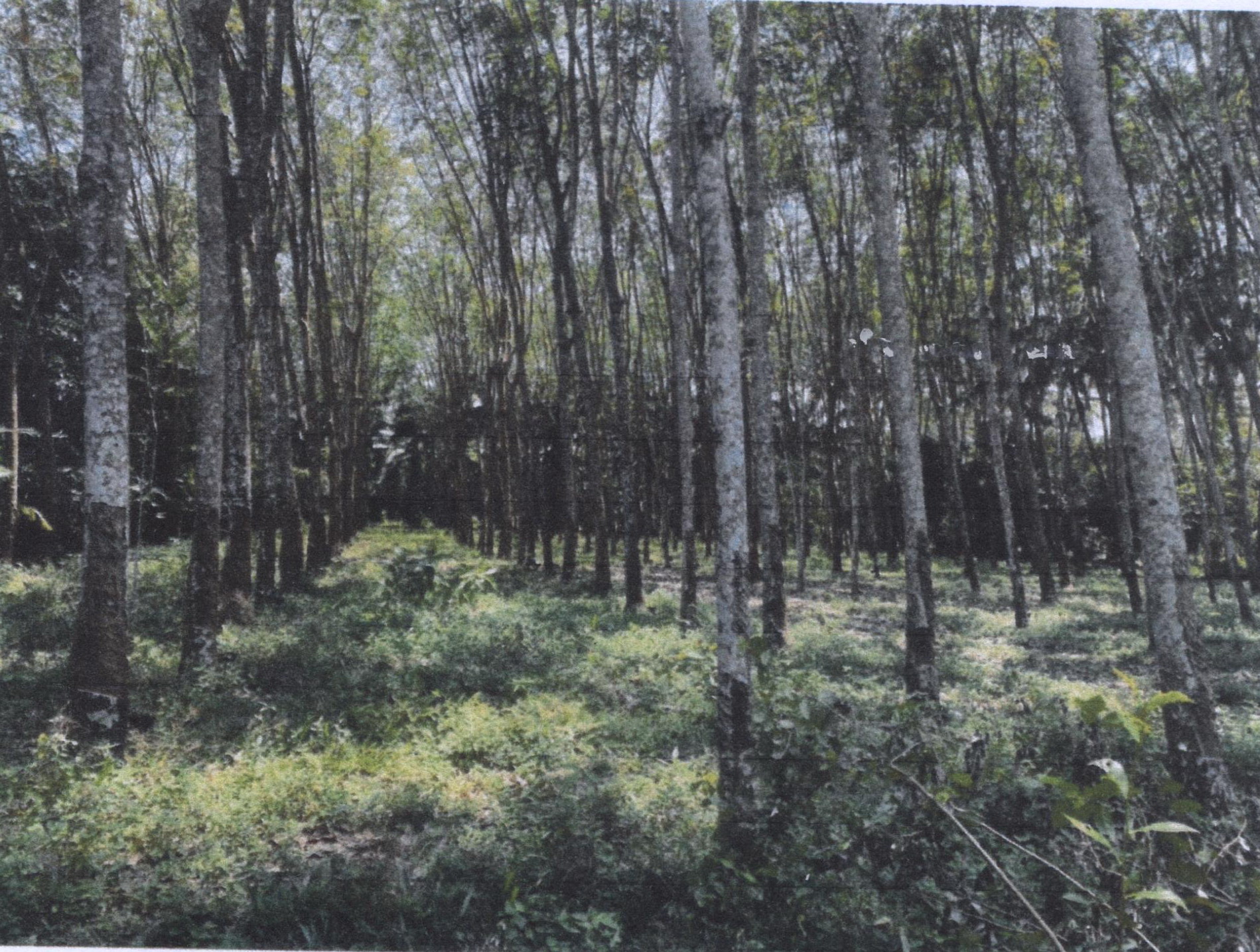 รูปที่ดินว่างเปล่า เทพราช สิชล นครศรีธรรมราช