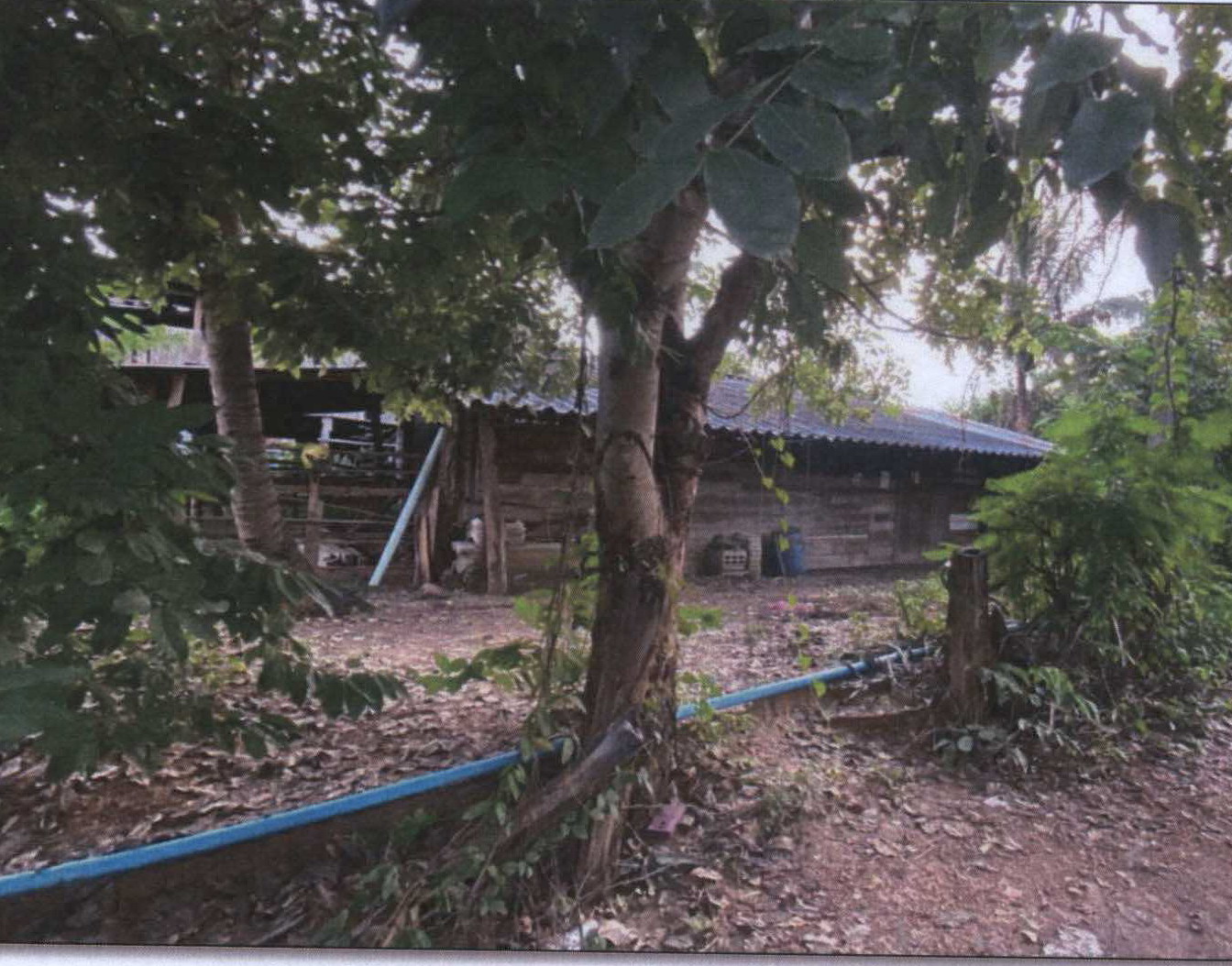 รูปที่ดินพร้อมสิ่งปลูกสร้าง วังประจบ เมืองตาก ตาก