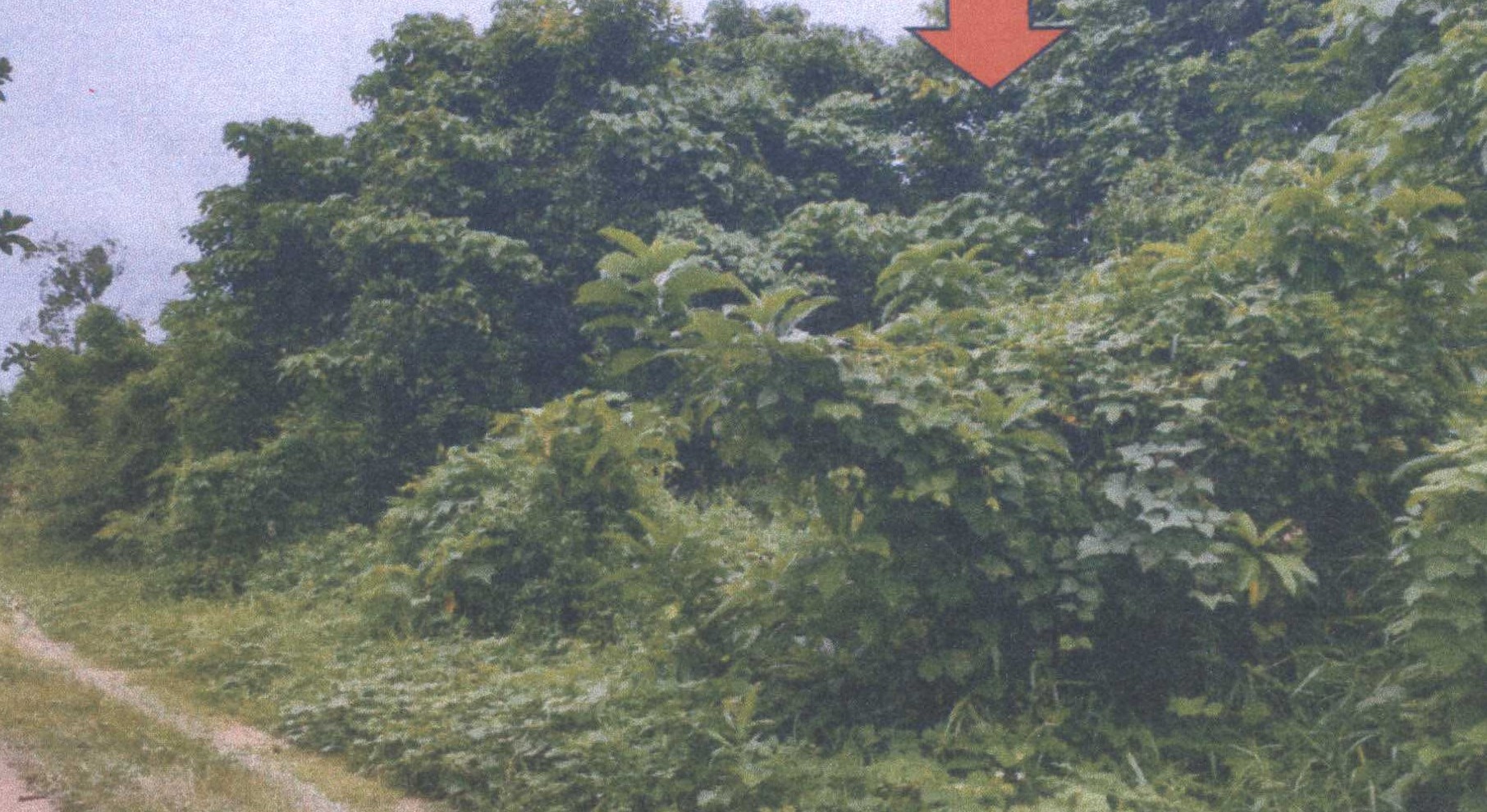 รูปที่ดินว่างเปล่า คลองขุด เมืองสตูล สตูล