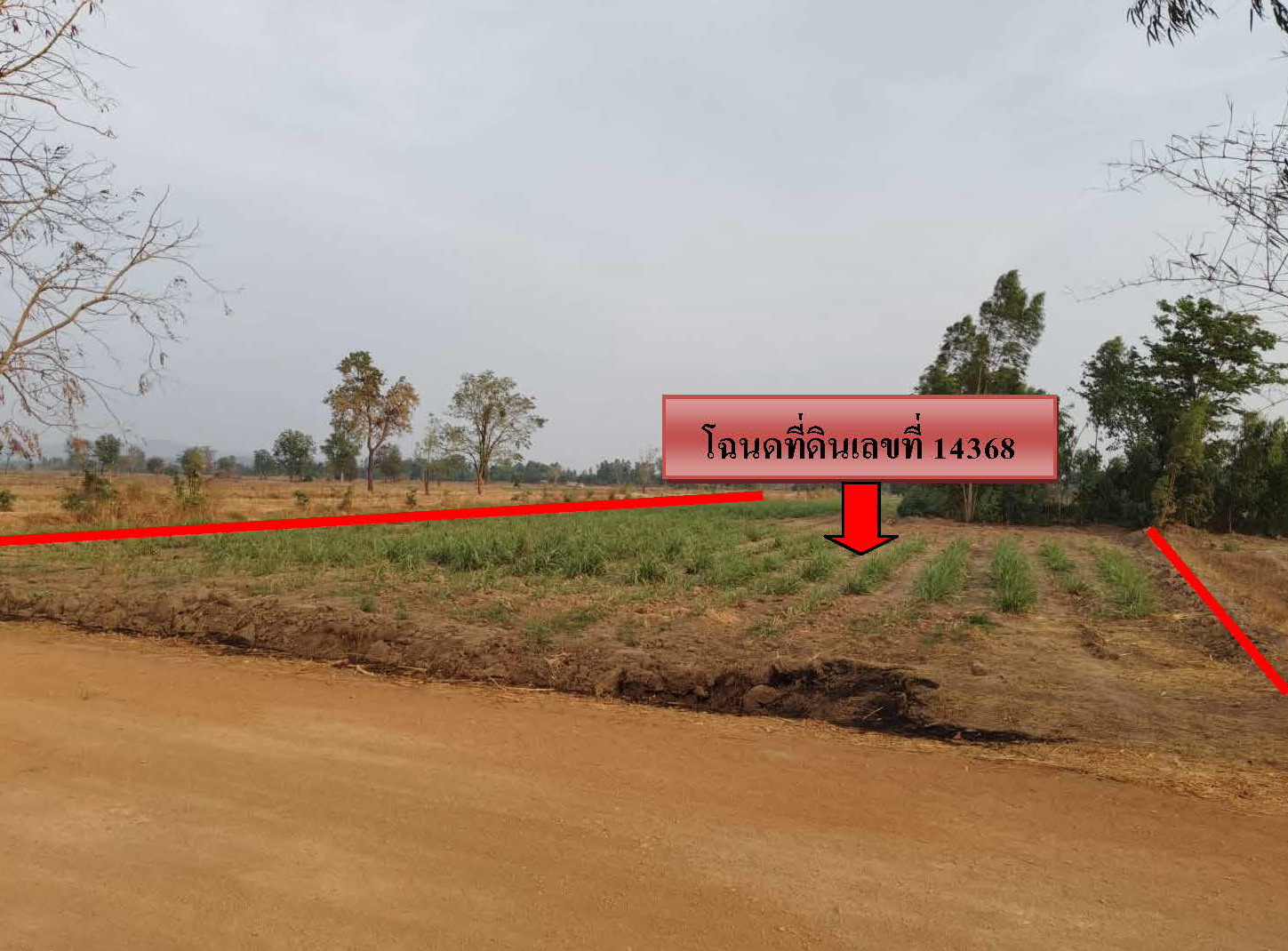 รูปที่ดินว่างเปล่า นาสนุ่น ศรีเทพ เพชรบูรณ์
