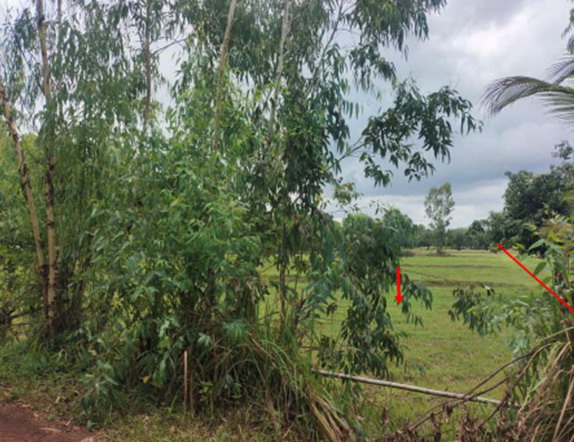 รูปที่ดินว่างเปล่า บ้านเสียว นาหว้า นครพนม