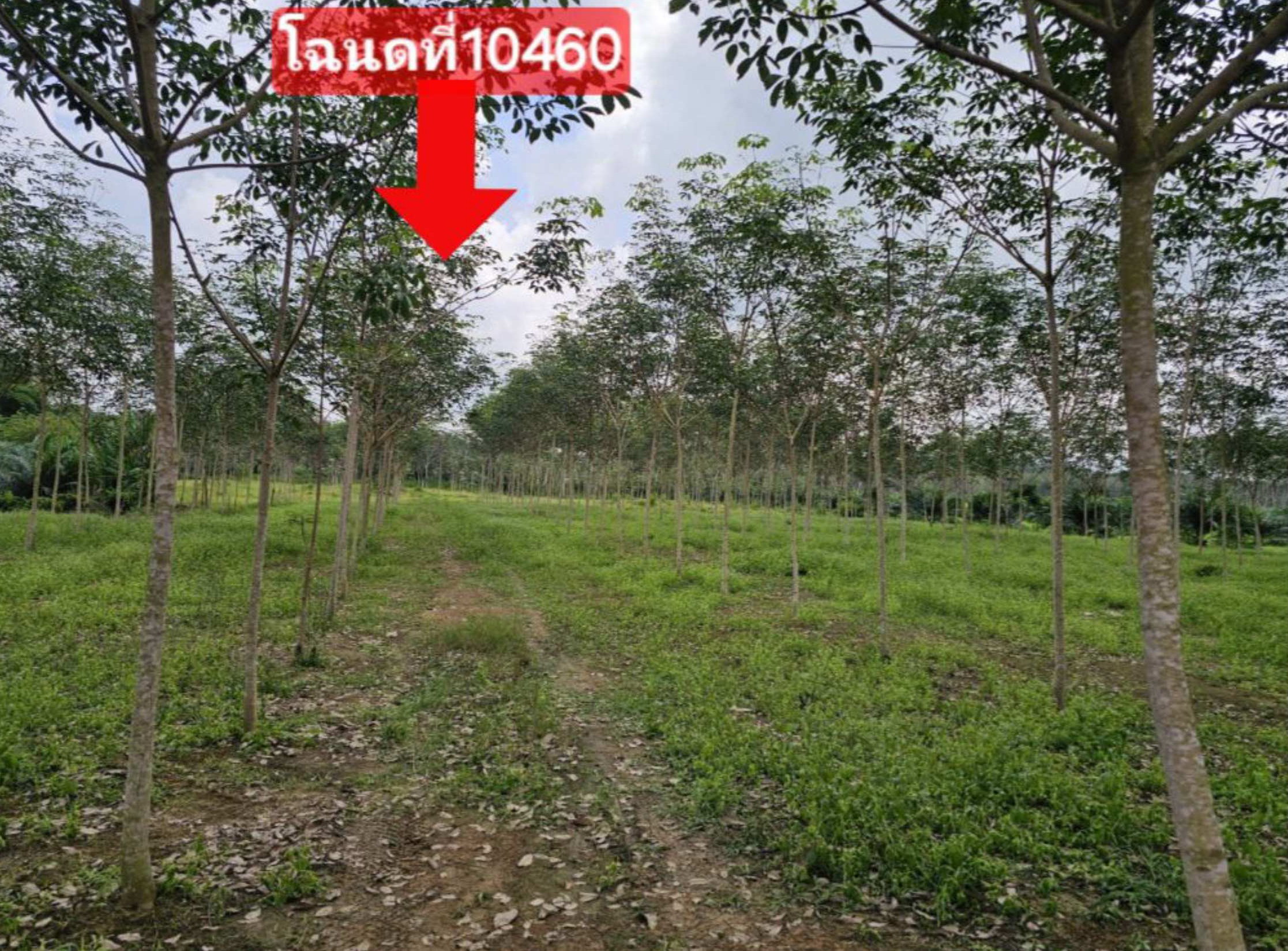 รูปที่ดินว่างเปล่า ละมอ นาโยง ตรัง
