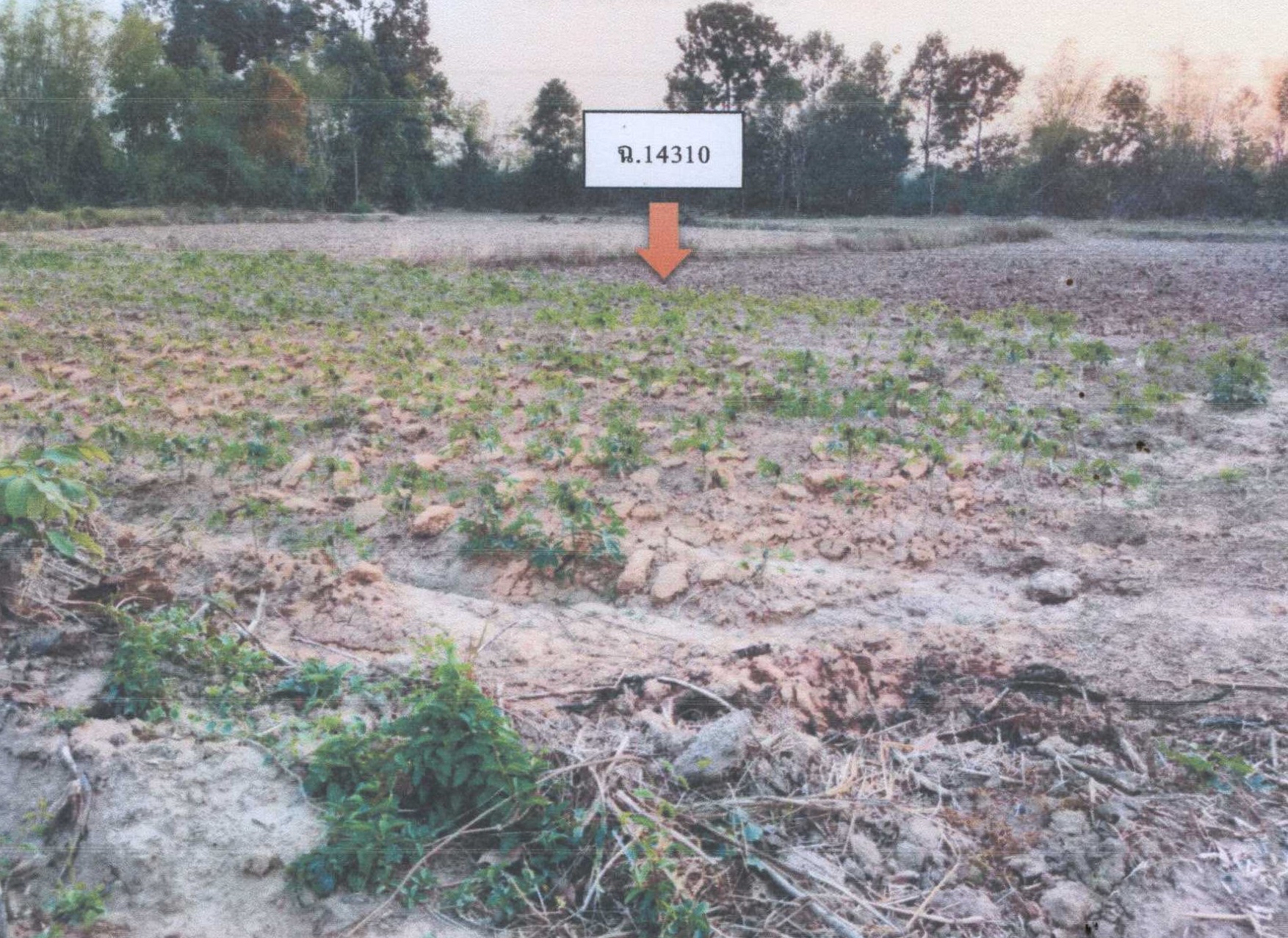 รูปที่ดินว่างเปล่า กุดแห่ เลิงนกทา ยโสธร
