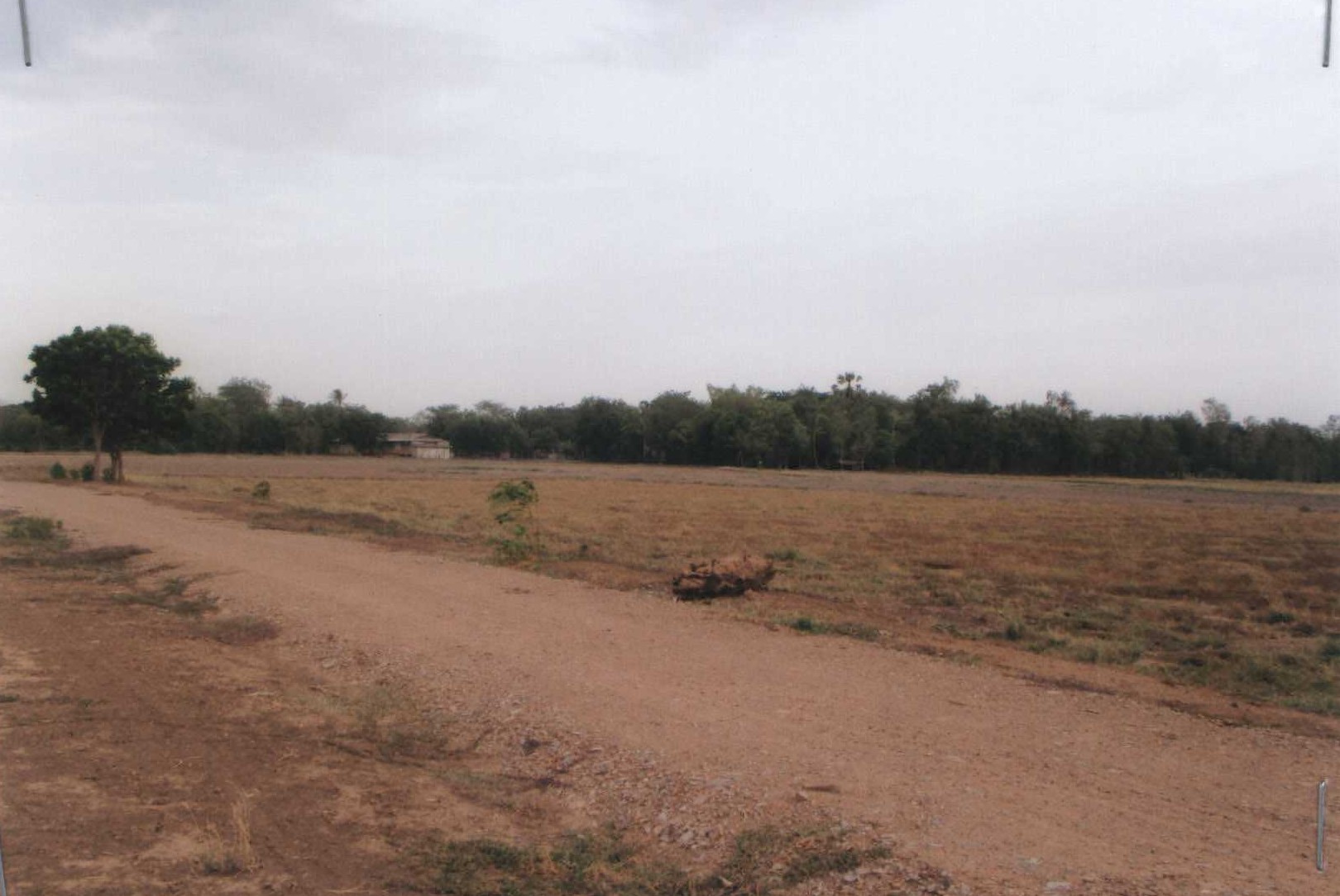 รูปที่ดินว่างเปล่า หนองโพธิ์ หนองหญ้าไซ สุพรรณบุรี