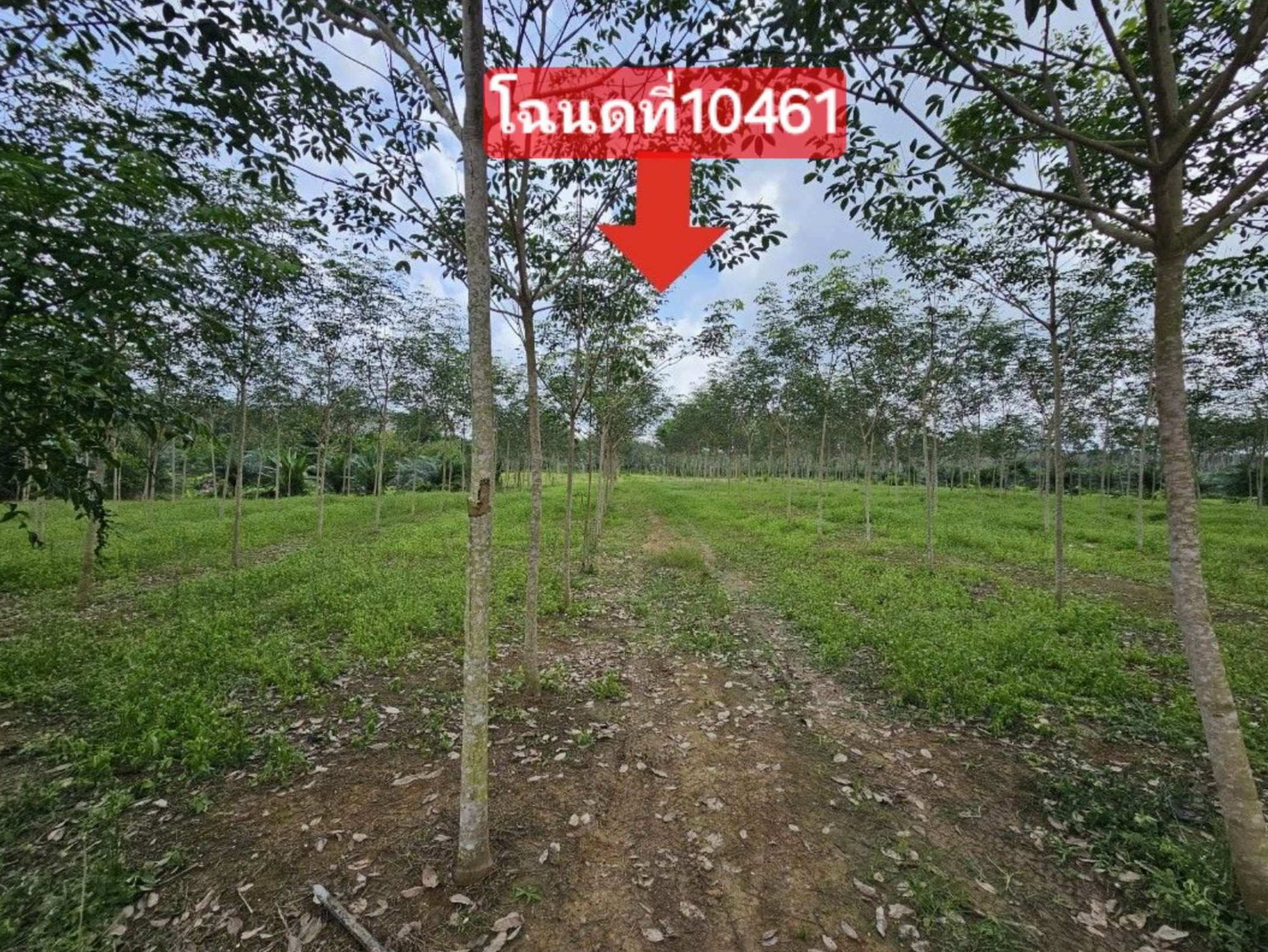 รูปที่ดินว่างเปล่า ละมอ นาโยง ตรัง