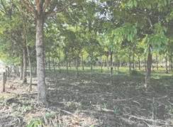 รูปที่ดินว่างเปล่า บัวขาว กุฉินารายณ์ กาฬสินธุ์