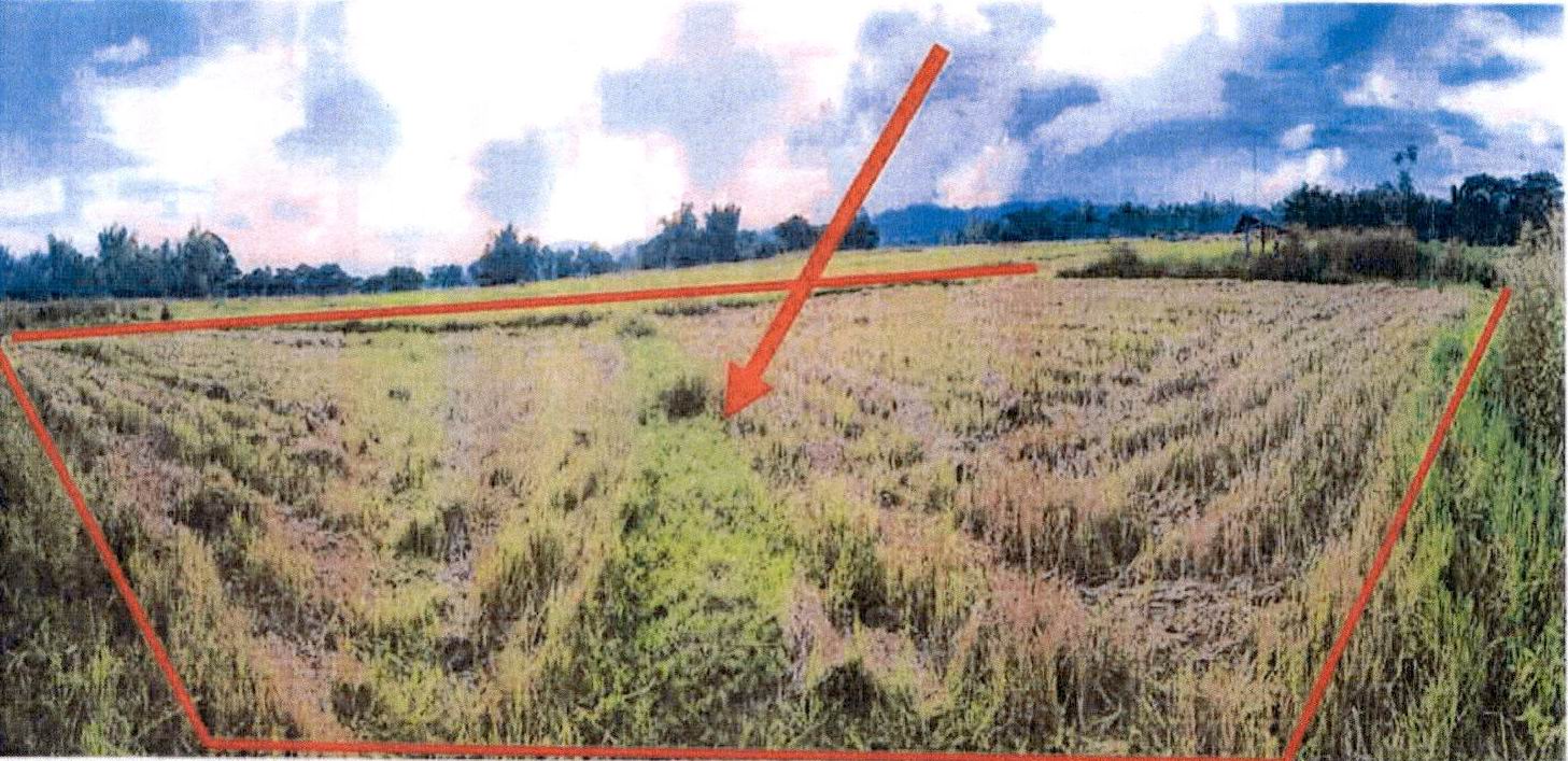รูปที่ดินว่างเปล่า เมืองยาว ห้างฉัตร ลำปาง