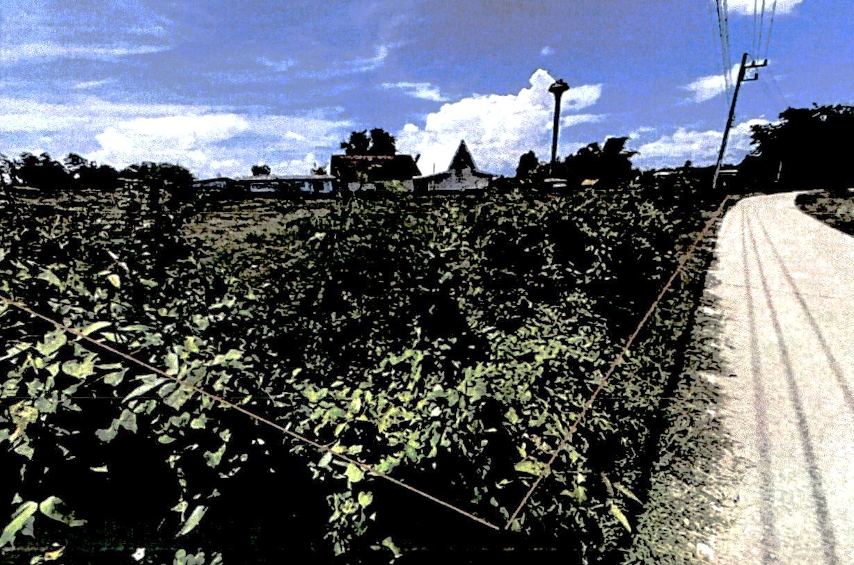 รูปที่ดินว่างเปล่า ปงยางคก ห้างฉัตร ลำปาง