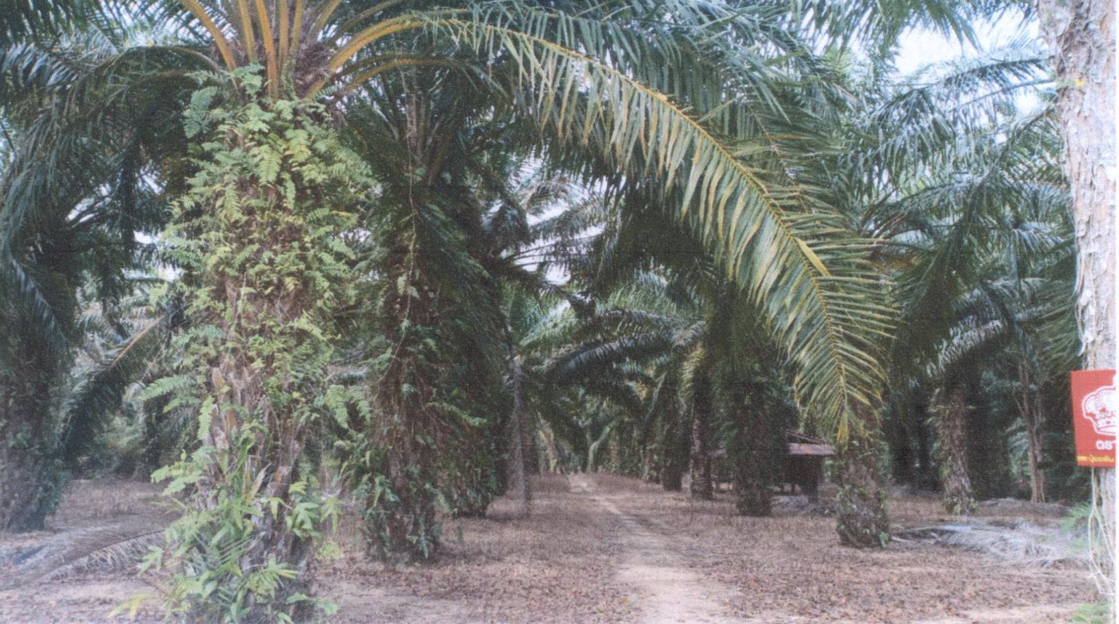 รูปที่ดินว่างเปล่า บ้านนา เมืองชุมพร ชุมพร