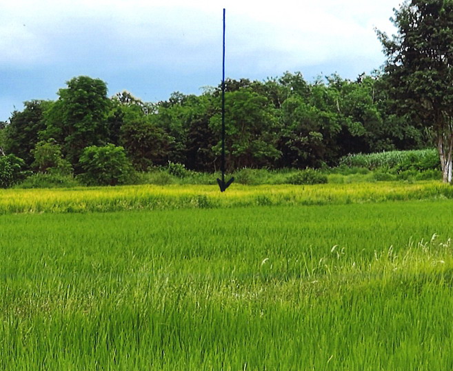 รูปที่ดินว่างเปล่า ไร่ พรรณานิคม สกลนคร