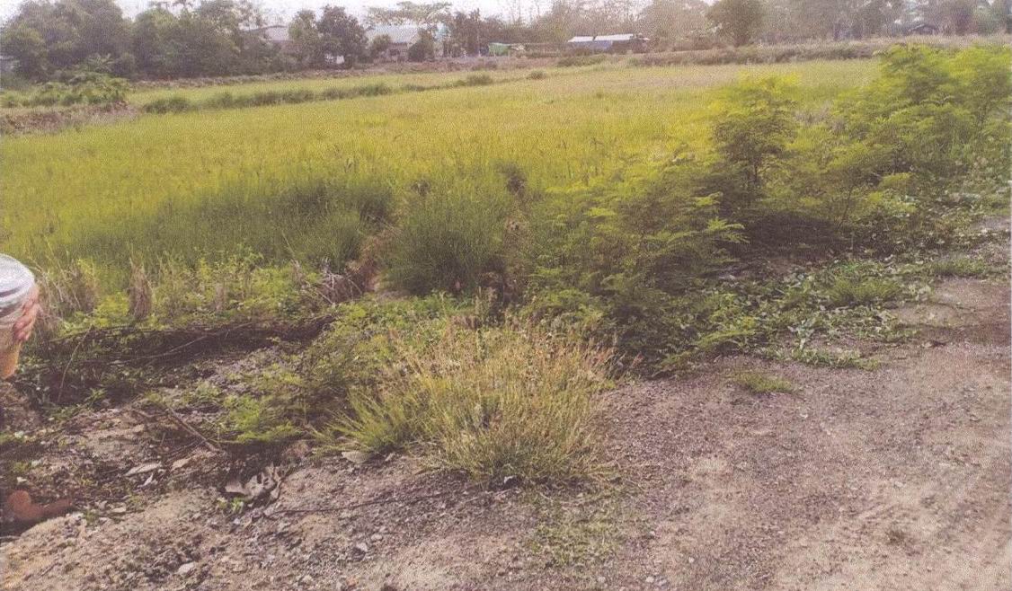 รูปที่ดินว่างเปล่า เทพคีรี นาวัง หนองบัวลำภู