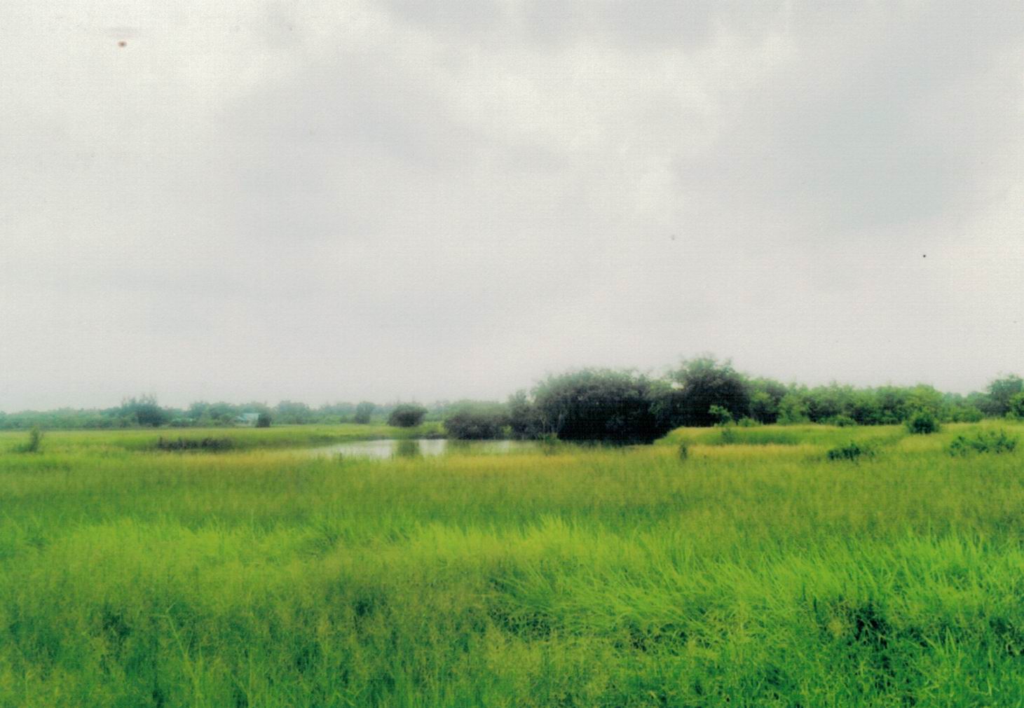 รูปที่ดินว่างเปล่า หนองแค หนองแค สระบุรี