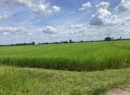 รูปที่ดินว่างเปล่า บ้านหวาย วาปีปทุม มหาสารคาม