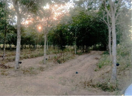 รูปที่ดินว่างเปล่า ไผ่ เมืองกาฬสินธุ์ กาฬสินธุ์