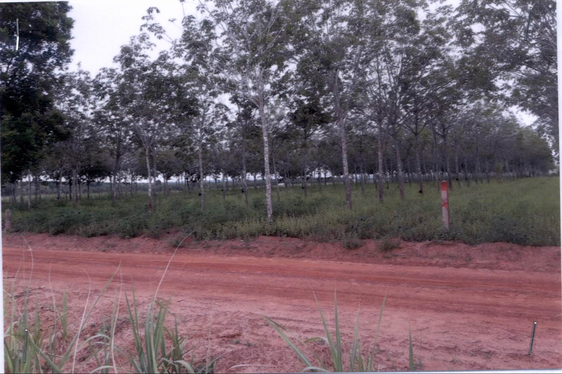รูปที่ดินพร้อมสิ่งปลูกสร้าง หัวนาคำ ศรีธาตุ อุดรธานี