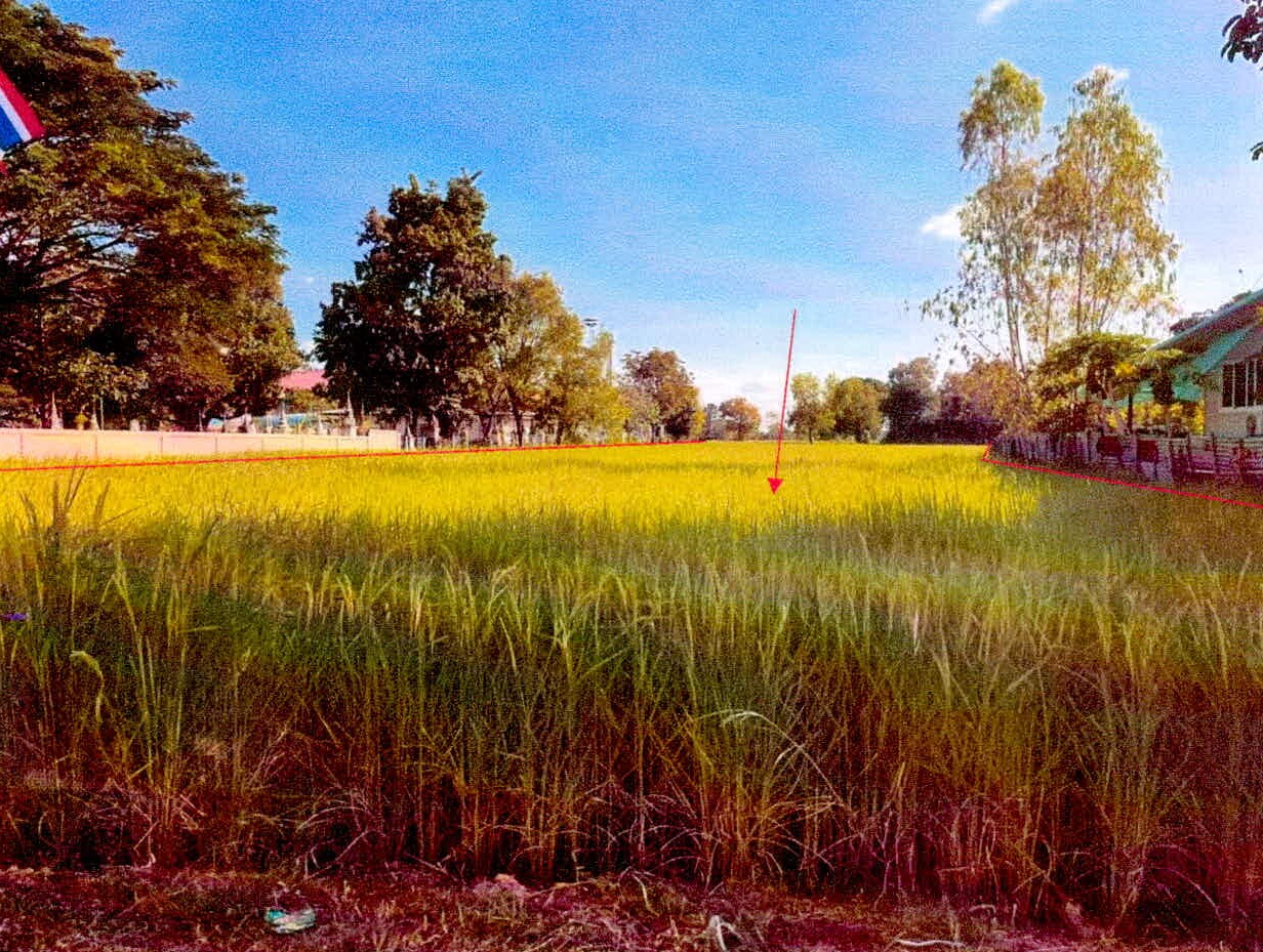 รูปที่ดินว่างเปล่า หนองไฮ เมืองศรีสะเกษ ศรีสะเกษ