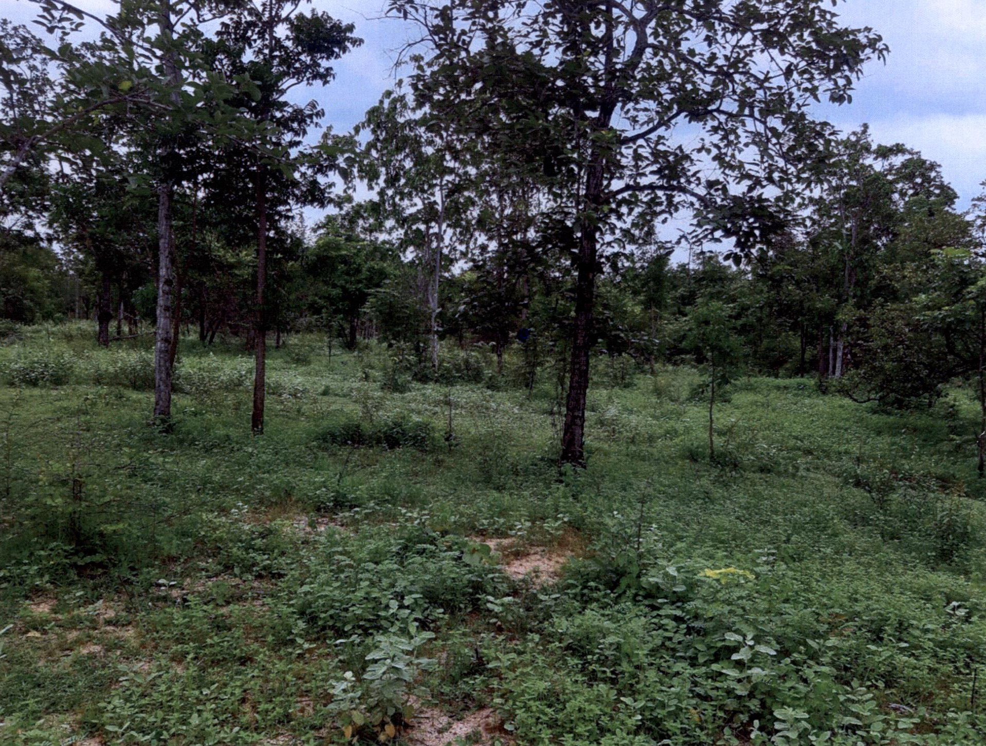 รูปที่ดินว่างเปล่า ไม้งาม เมืองตาก ตาก