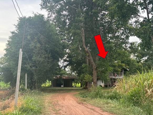 รูปที่ดินพร้อมสิ่งปลูกสร้าง หนองข่า เกษตรสมบูรณ์ ชัยภูมิ
