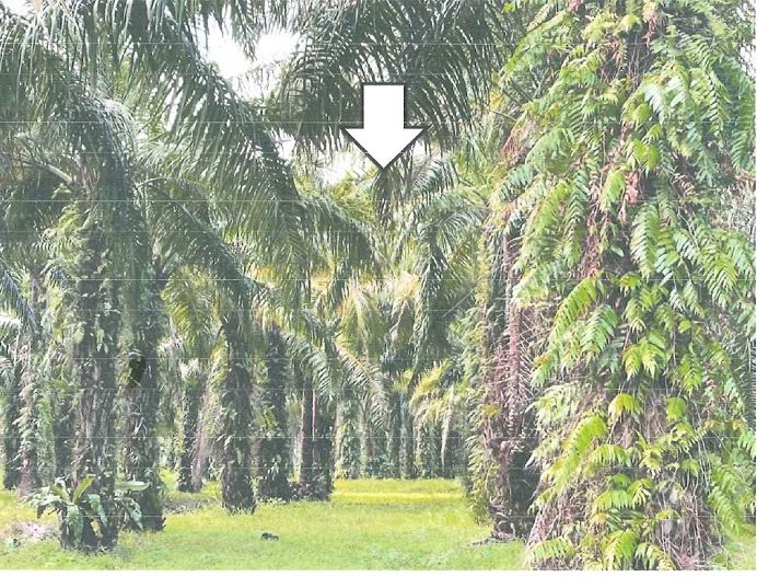 รูปที่ดินว่างเปล่า ตากแดด เมืองชุมพร ชุมพร