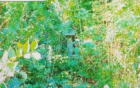 รูปที่ดินพร้อมสิ่งปลูกสร้าง เมืองคง คง นครราชสีมา
