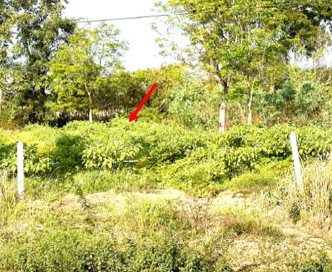 รูปที่ดินว่างเปล่า พนมรอก ท่าตะโก นครสวรรค์