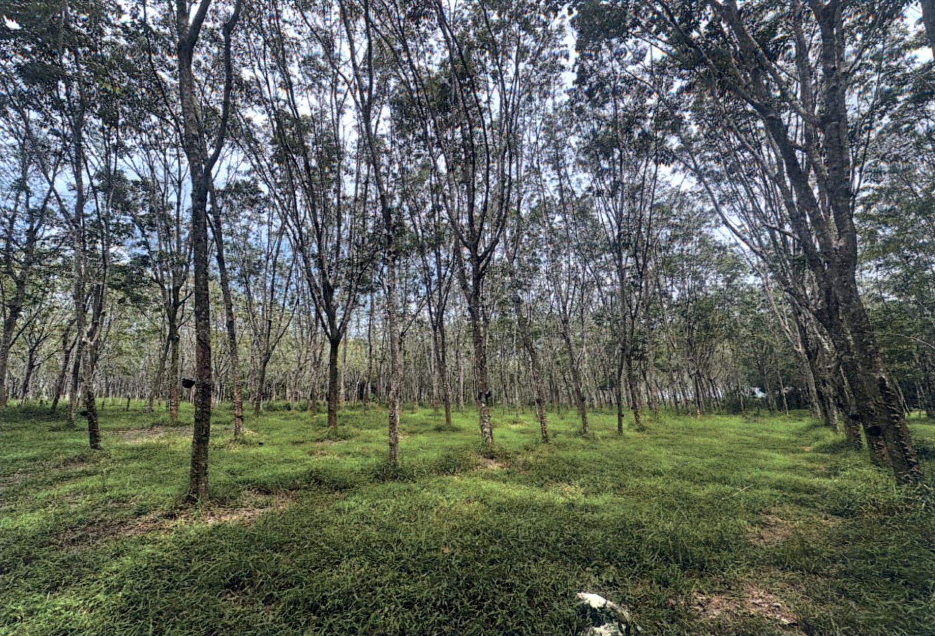 รูปที่ดินว่างเปล่า โคกกลอย ตะกั่วทุ่ง พังงา