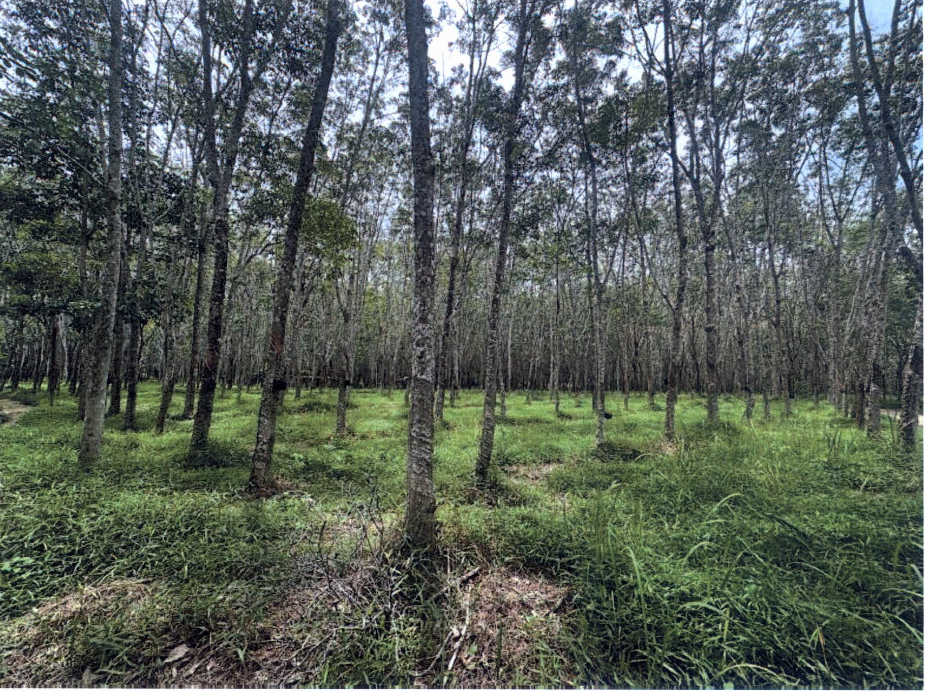 รูปที่ดินว่างเปล่า โคกกลอย ตะกั่วทุ่ง พังงา