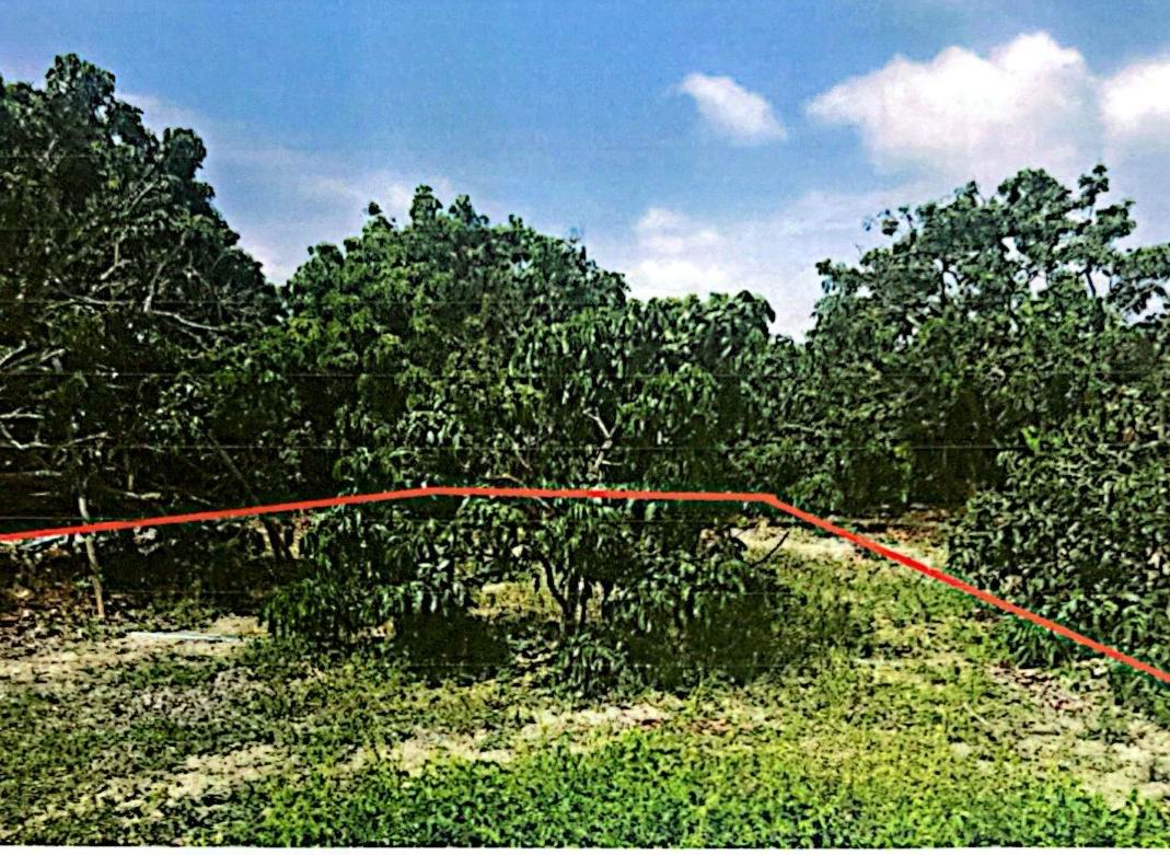 รูปที่ดินว่างเปล่า ประตูป่า เมืองลำพูน ลำพูน