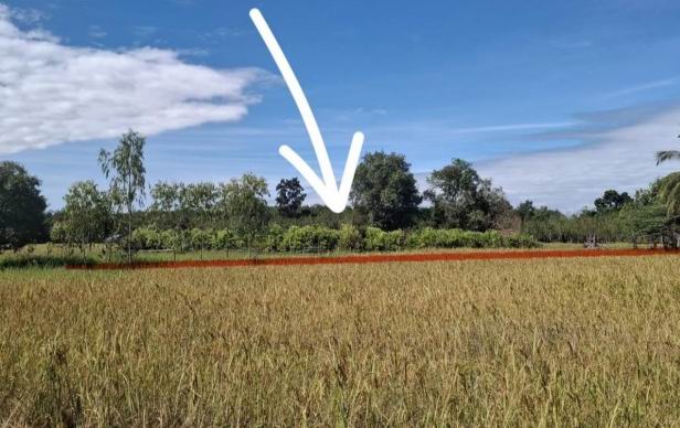 รูปที่ดินว่างเปล่า หนองบัวสิม คำตากล้า สกลนคร