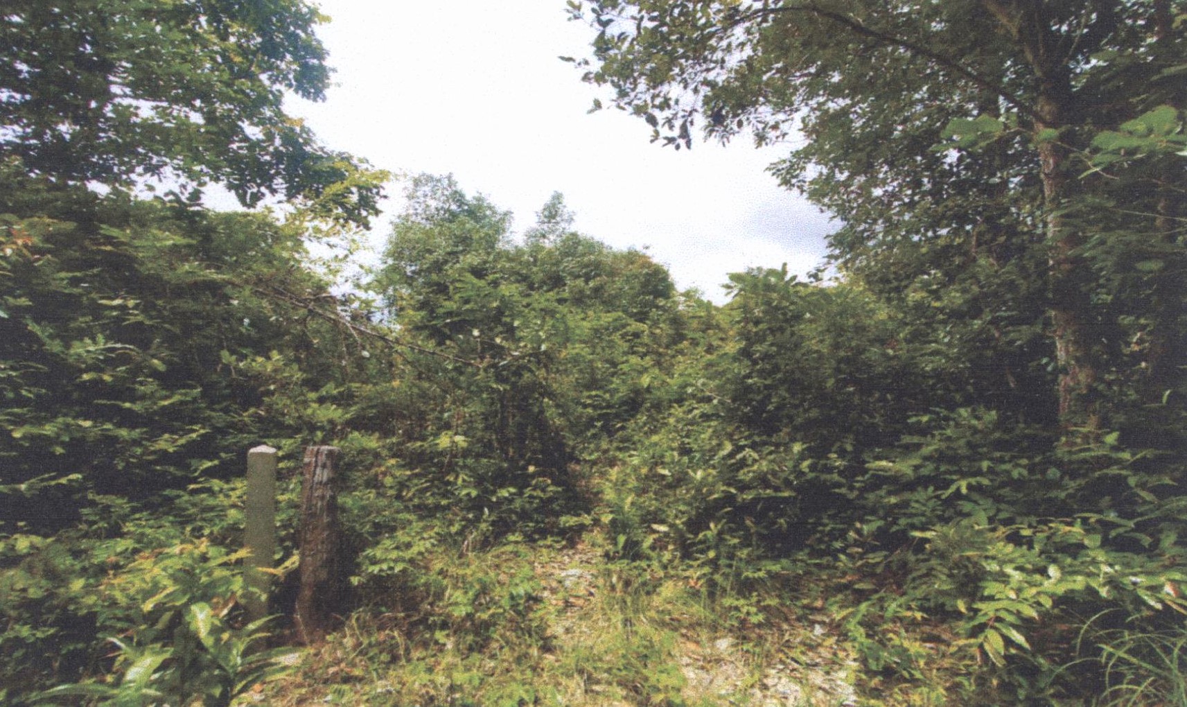 รูปที่ดินว่างเปล่า ปะอาว เมืองอุบลราชธานี อุบลราชธานี