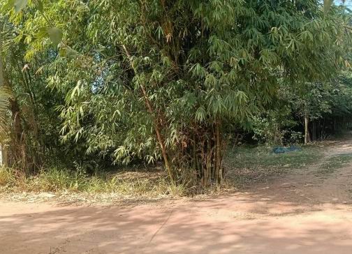 รูปที่ดินว่างเปล่า หนองบัว หนองกุงศรี กาฬสินธุ์