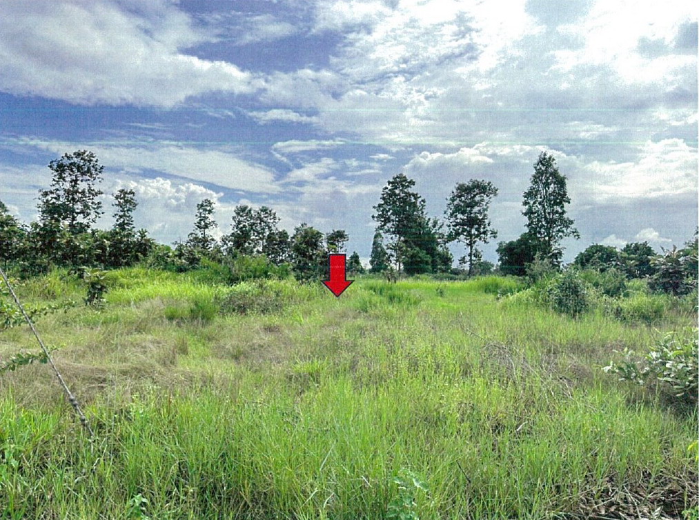 รูปที่ดินว่างเปล่า นาโพธิ์ พิบูลมังสาหาร อุบลราชธานี