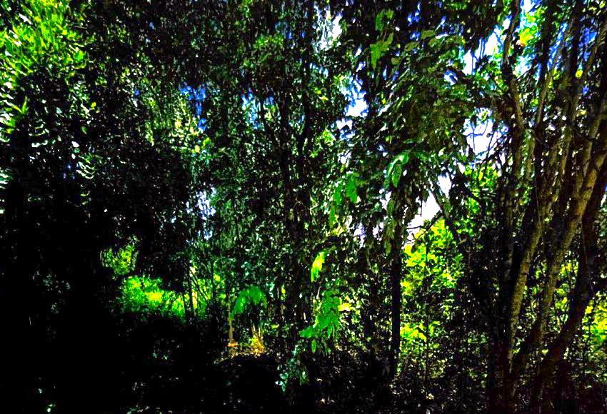 รูปที่ดินว่างเปล่า หนองโน เมืองมหาสารคาม มหาสารคาม