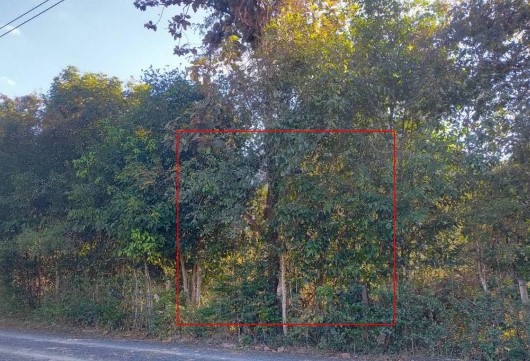 รูปที่ดินว่างเปล่า ขี้เหล็ก เมืองอุบลราชธานี อุบลราชธานี