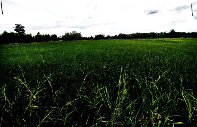 รูปที่ดินว่างเปล่า หนองบัว โกสุมพิสัย มหาสารคาม