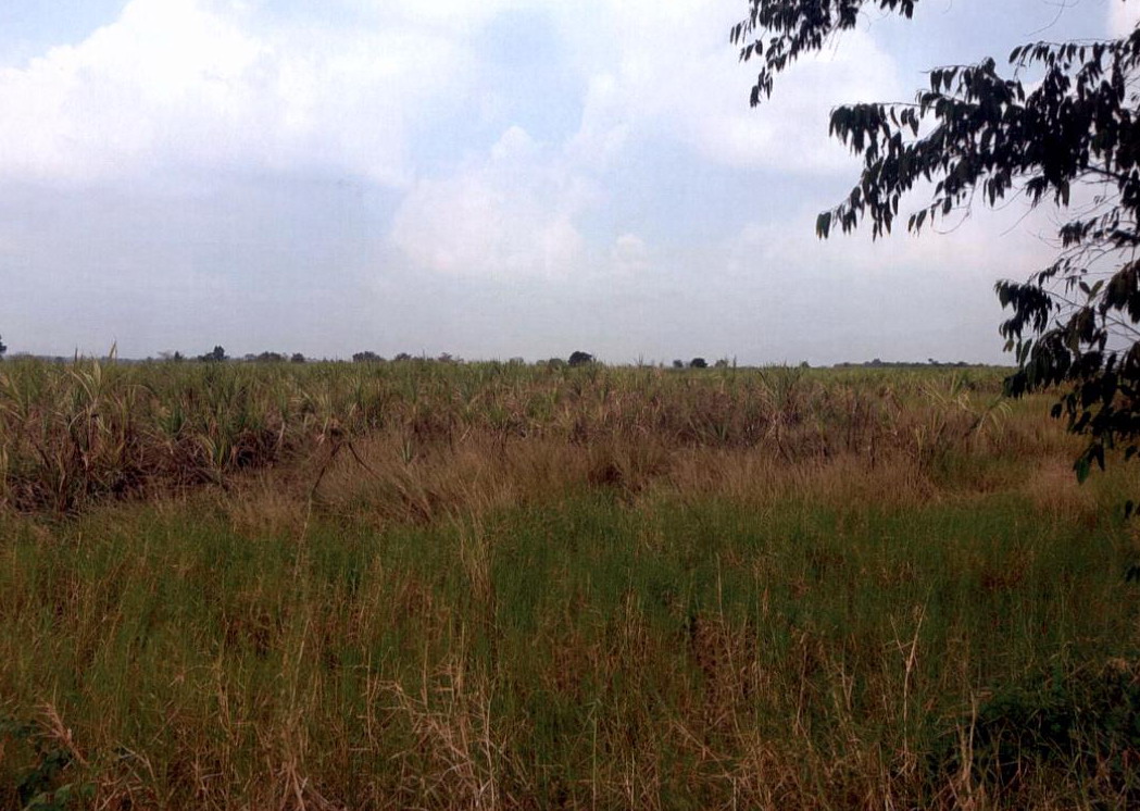 รูปที่ดินว่างเปล่า เกาะแก้ว โคกสำโรง ลพบุรี