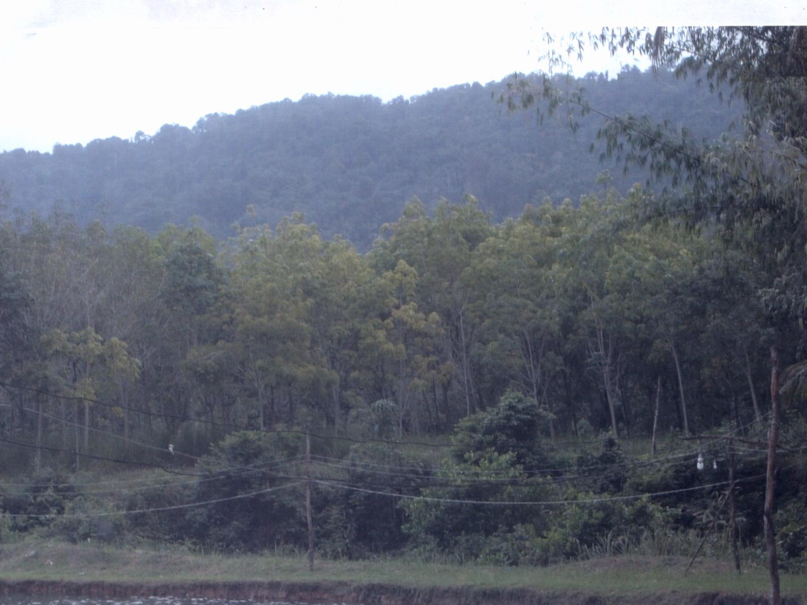รูปที่ดินว่างเปล่า กะไหล ตะกั่วทุ่ง พังงา