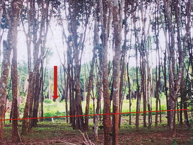 รูปที่ดินว่างเปล่า หน้าเขา เขาพนม กระบี่