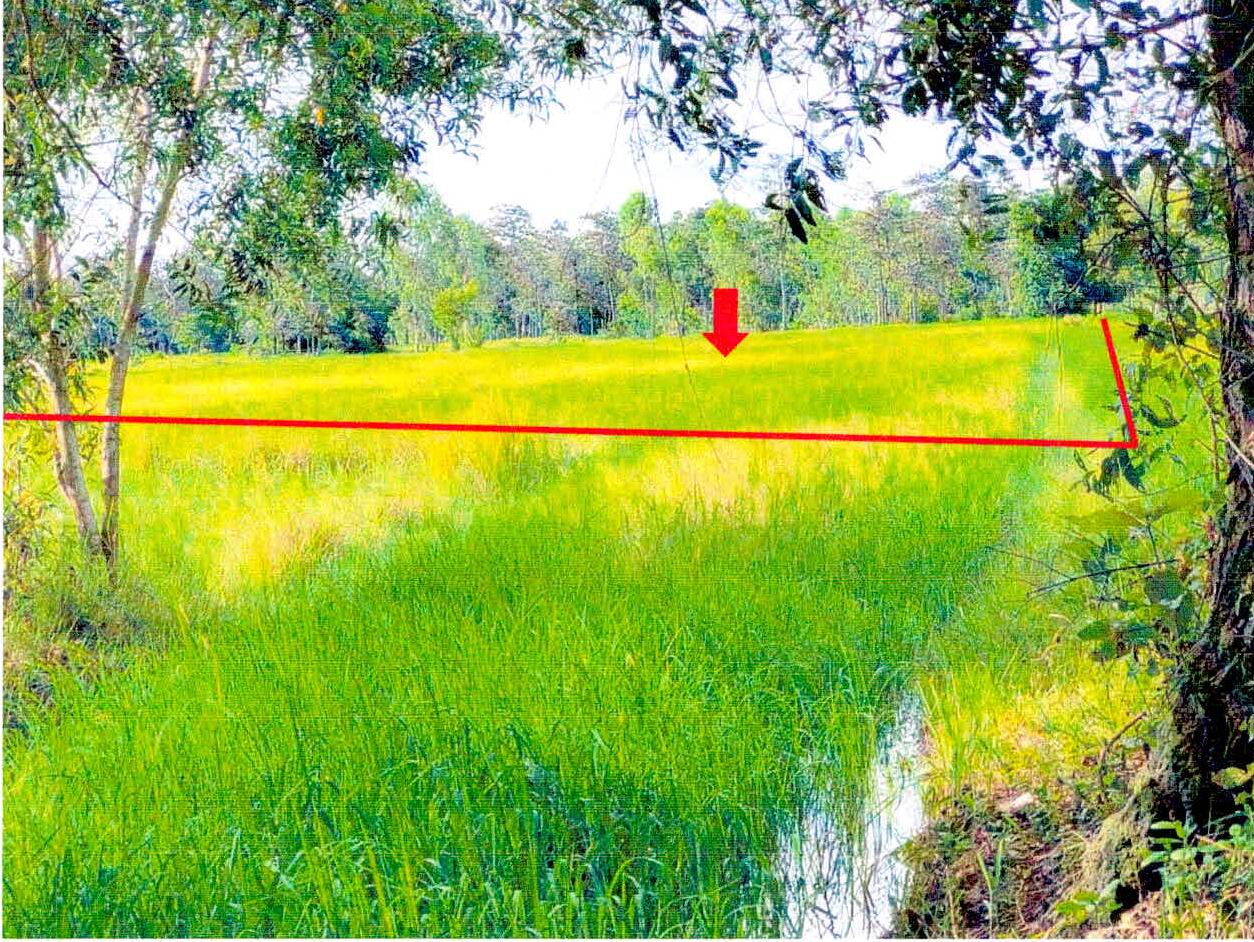 รูปที่ดินว่างเปล่า หนองไผ่ เมืองศรีสะเกษ ศรีสะเกษ