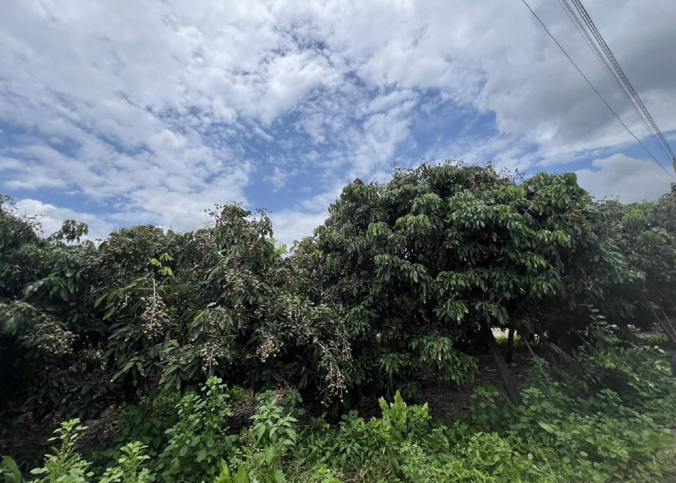 รูปที่ดินว่างเปล่า แม่แฝกใหม่ สันทราย เชียงใหม่