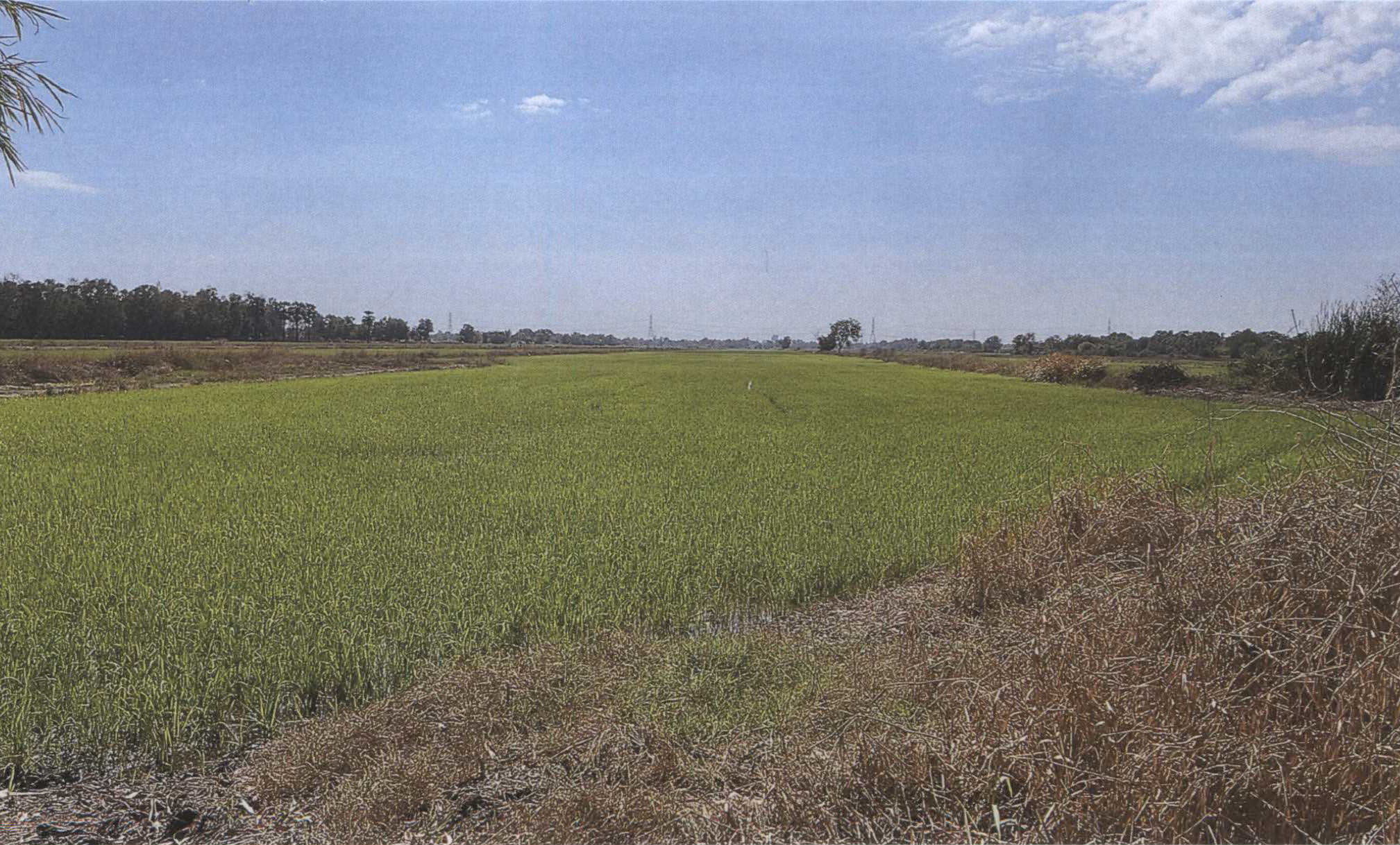 รูปที่ดินว่างเปล่า บึงกาสาม หนองเสือ ปทุมธานี