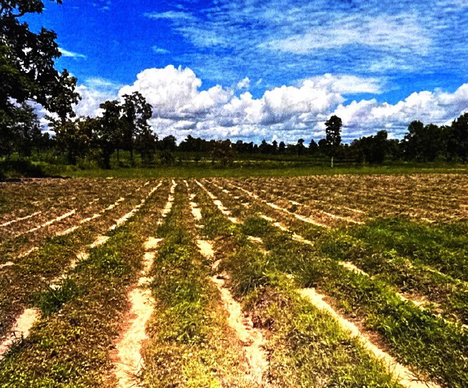 รูปที่ดินว่างเปล่า คำสร้างเที่ยง สามชัย กาฬสินธุ์
