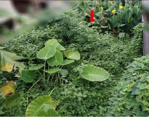 รูปที่ดินพร้อมสิ่งปลูกสร้าง หนองหาน หนองหาน อุดรธานี