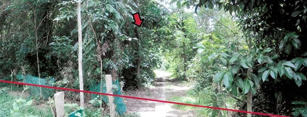 รูปที่ดินว่างเปล่า ลำภู เมืองนราธิวาส นราธิวาส