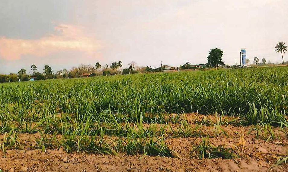 รูปที่ดินว่างเปล่า หนองไฮ เมืองอุดรธานี อุดรธานี