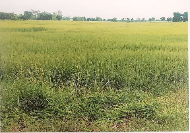 รูปที่ดินว่างเปล่า นิคมสงเคราะห์ เมืองอุดรธานี อุดรธานี