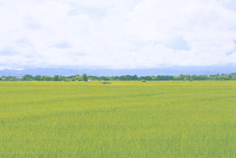 รูปที่ดินว่างเปล่า ทุ่งกวาว เมืองแพร่ แพร่